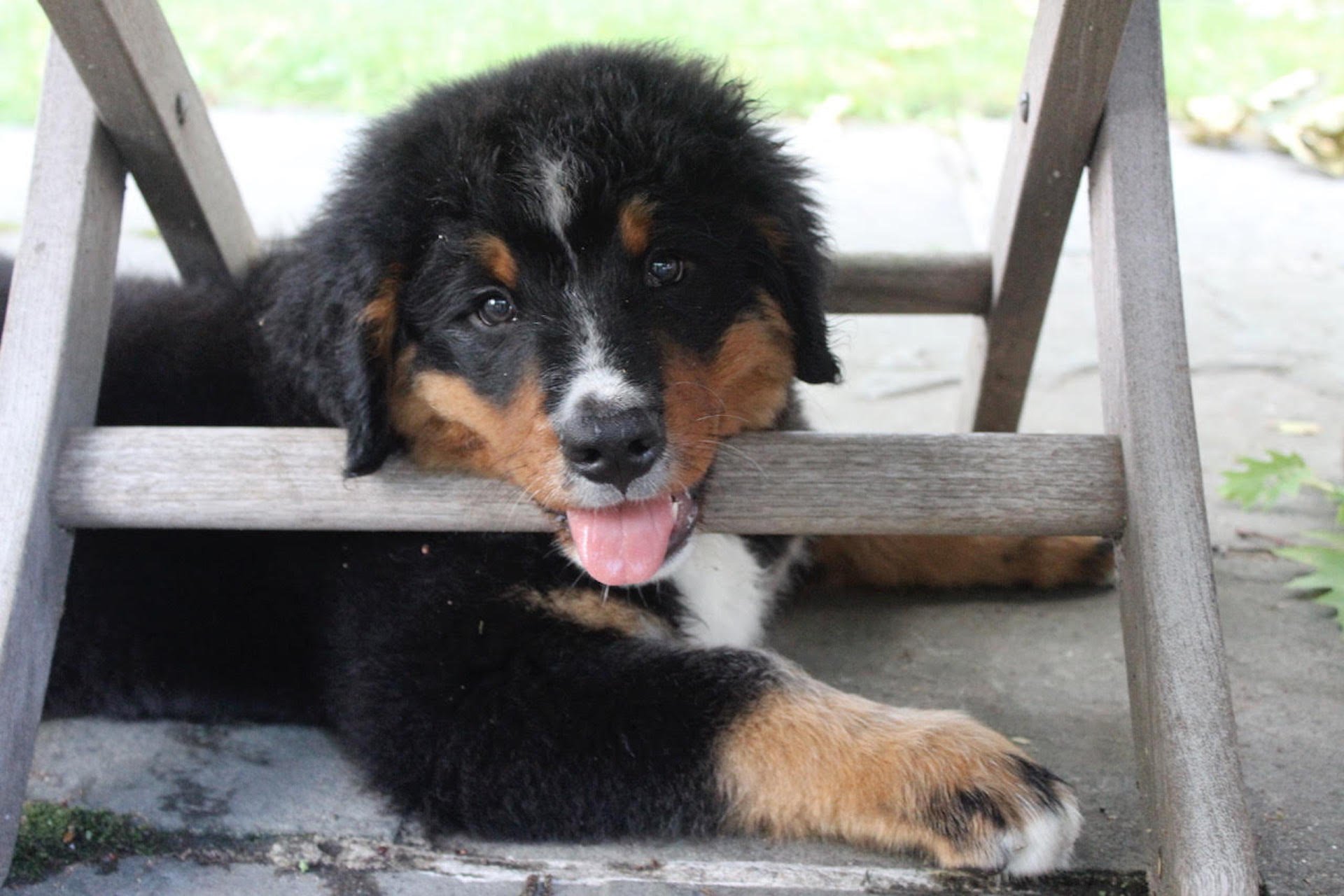 Air canada 2025 therapy dog